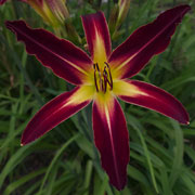 Heavenly Southern Star Daylily